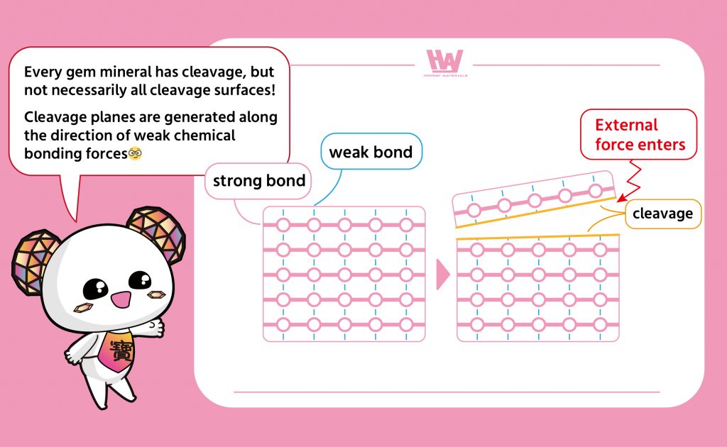 Cleavage introduction diagram